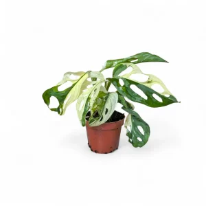 Rare Variegated Monstera Adansonii Cutting
