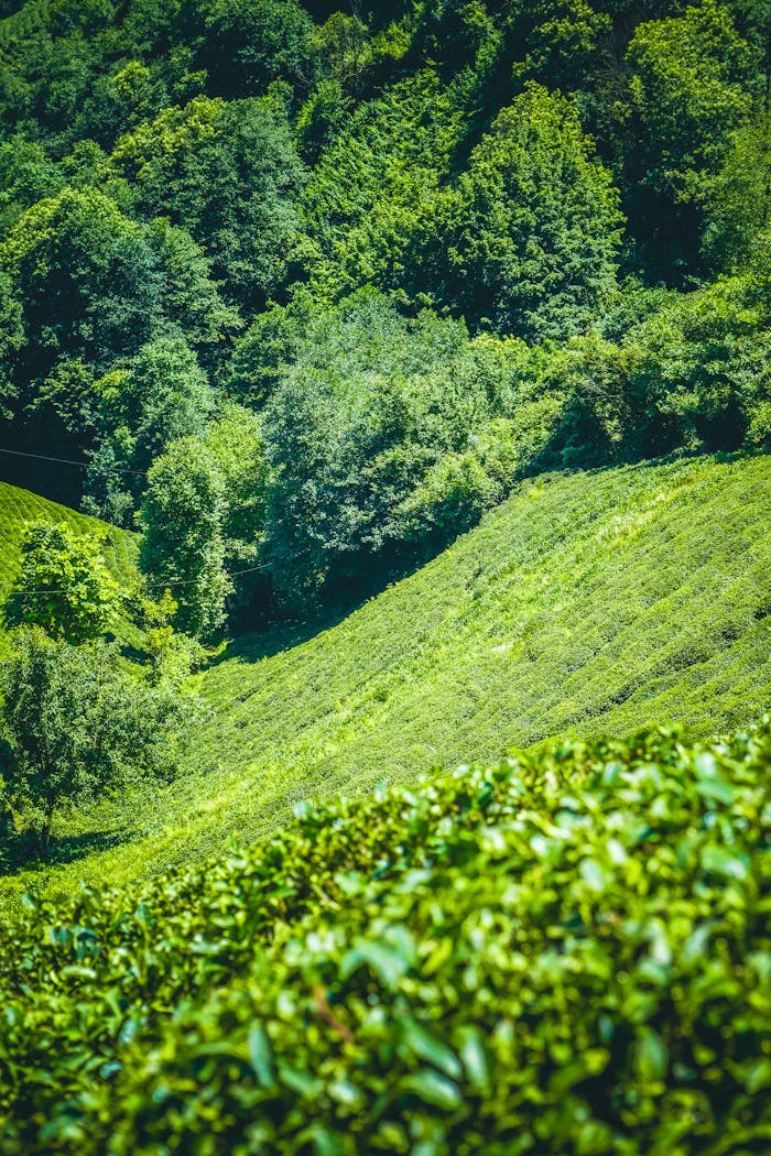 A vibrant green forest and hillside landscape captured from a high angle view.