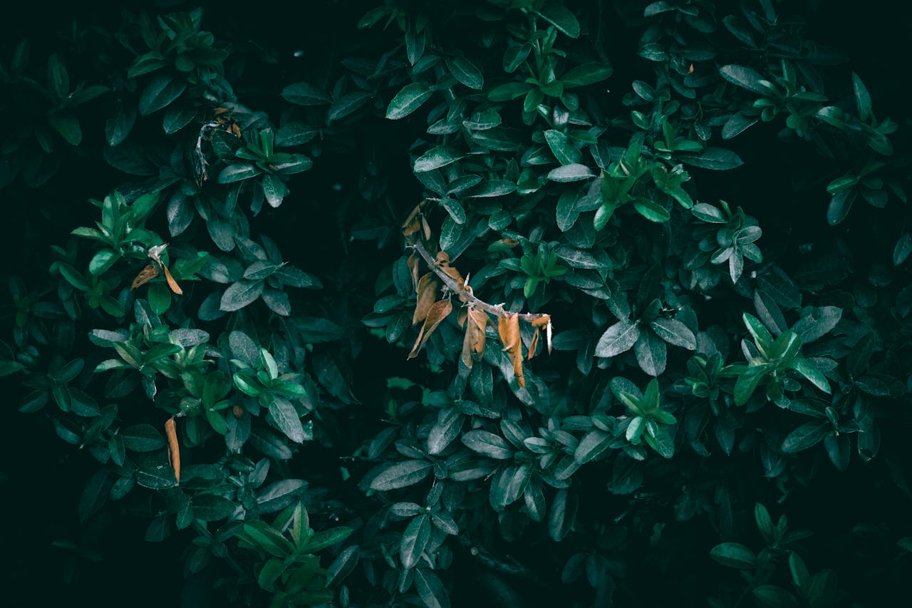 Detailed close-up of dark green foliage with dry leaves offering a natural background texture.