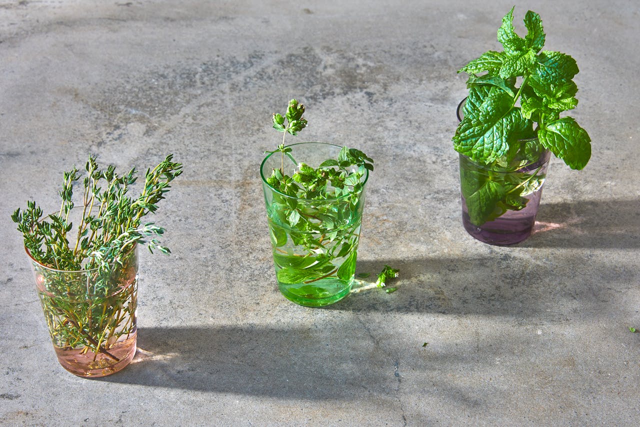 Three glasses with fresh thyme, parsley, and mint on sunlit concrete.